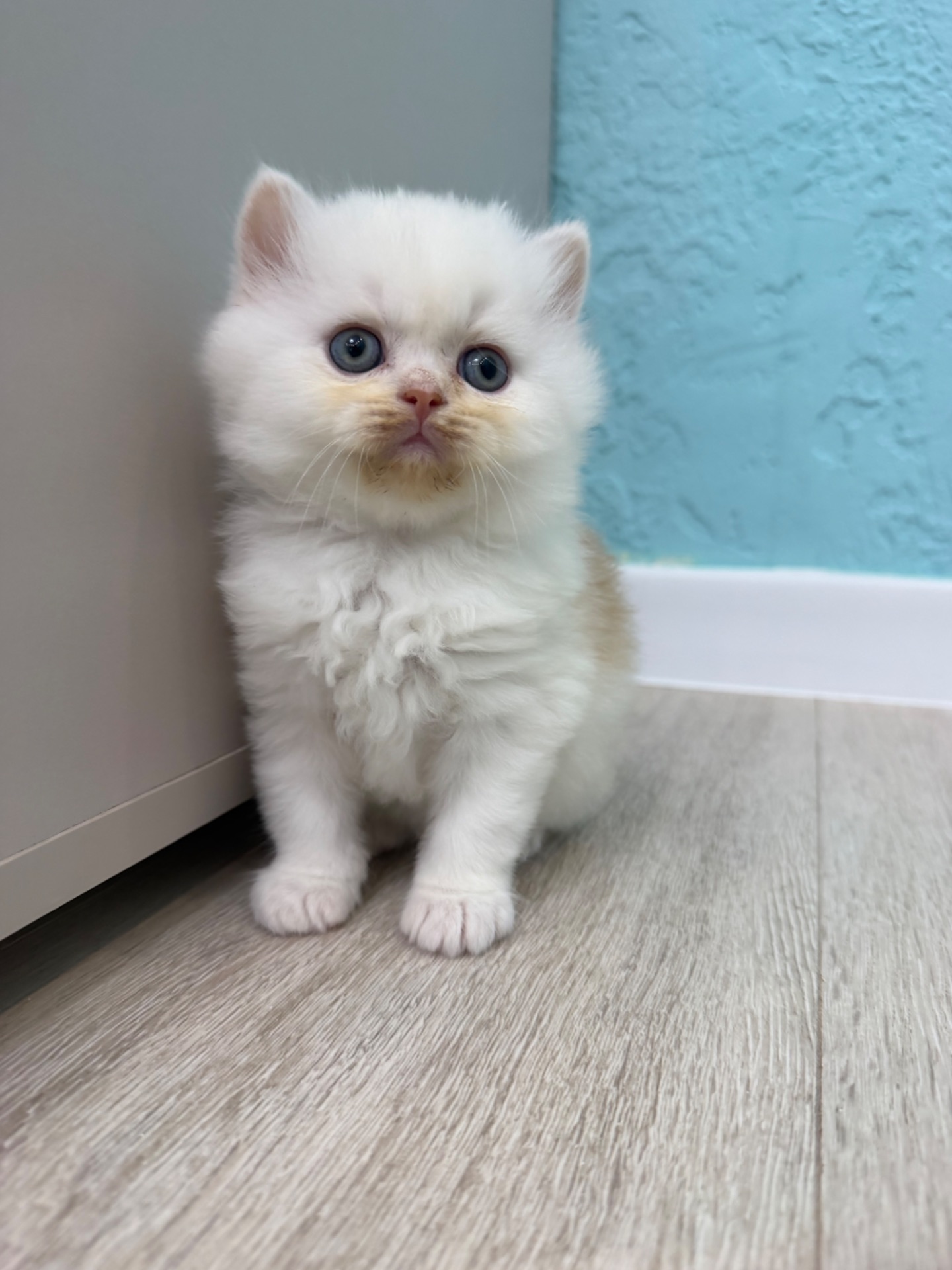 Котик шотландский