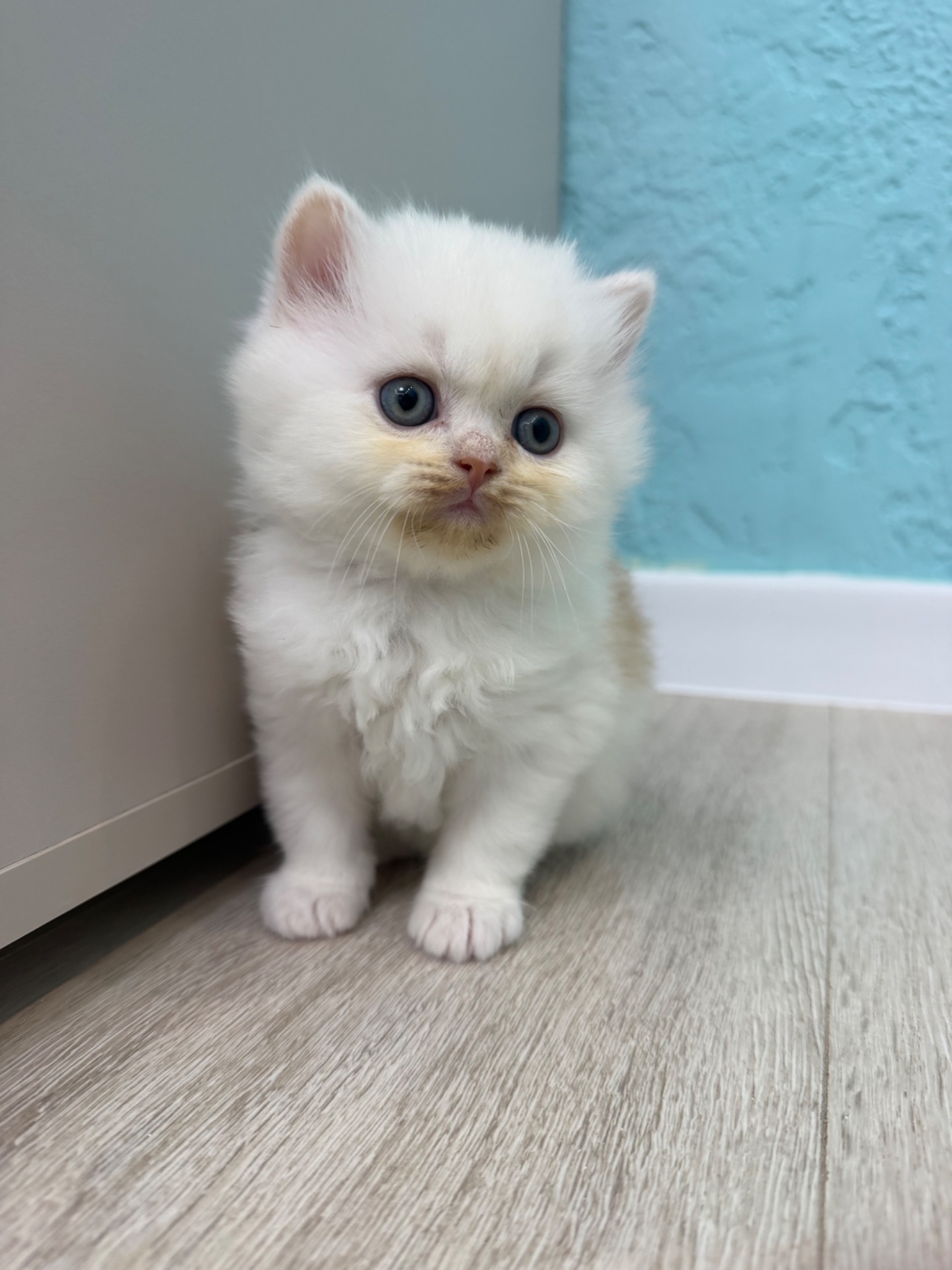 Котик шотландский