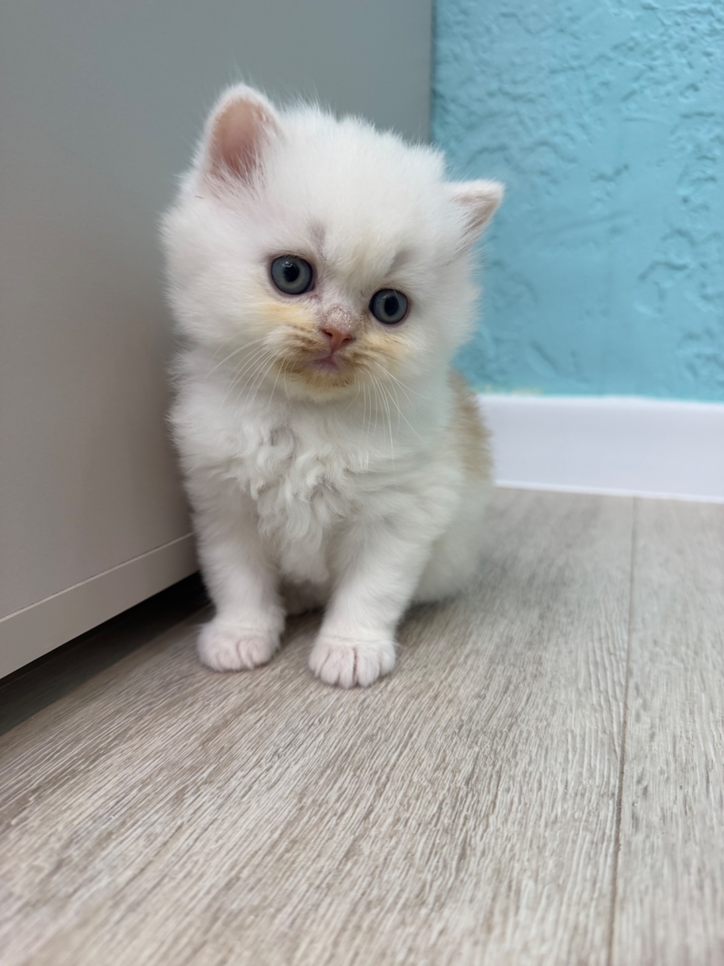 Котик шотландский