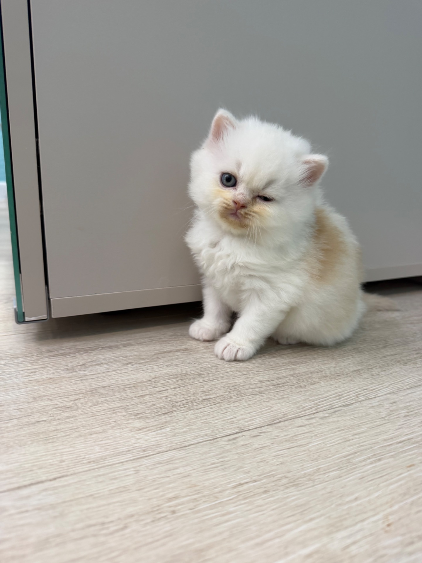Котик шотландский