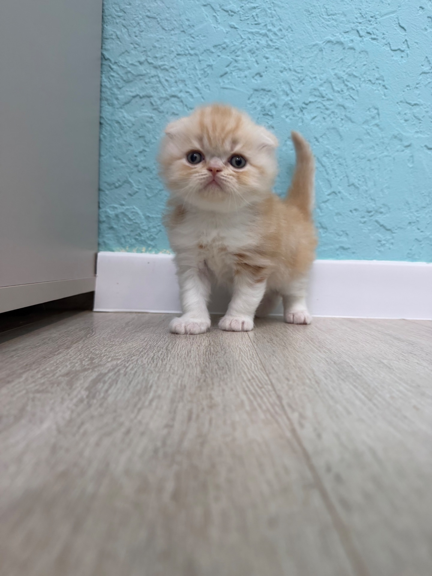 Котик шотландський
