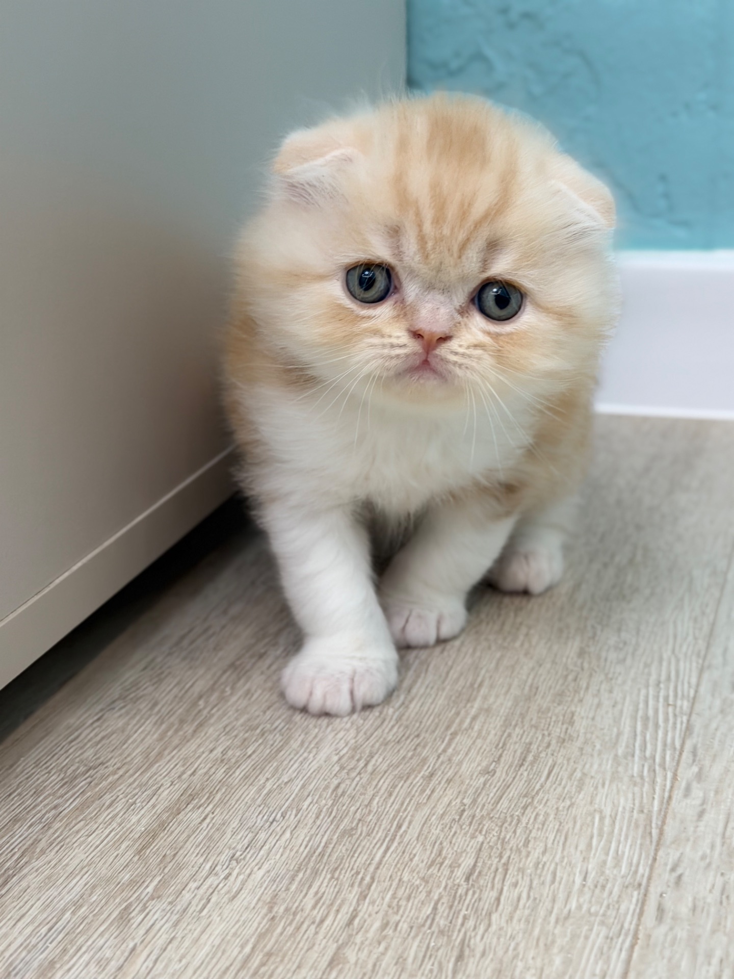Котик шотландський