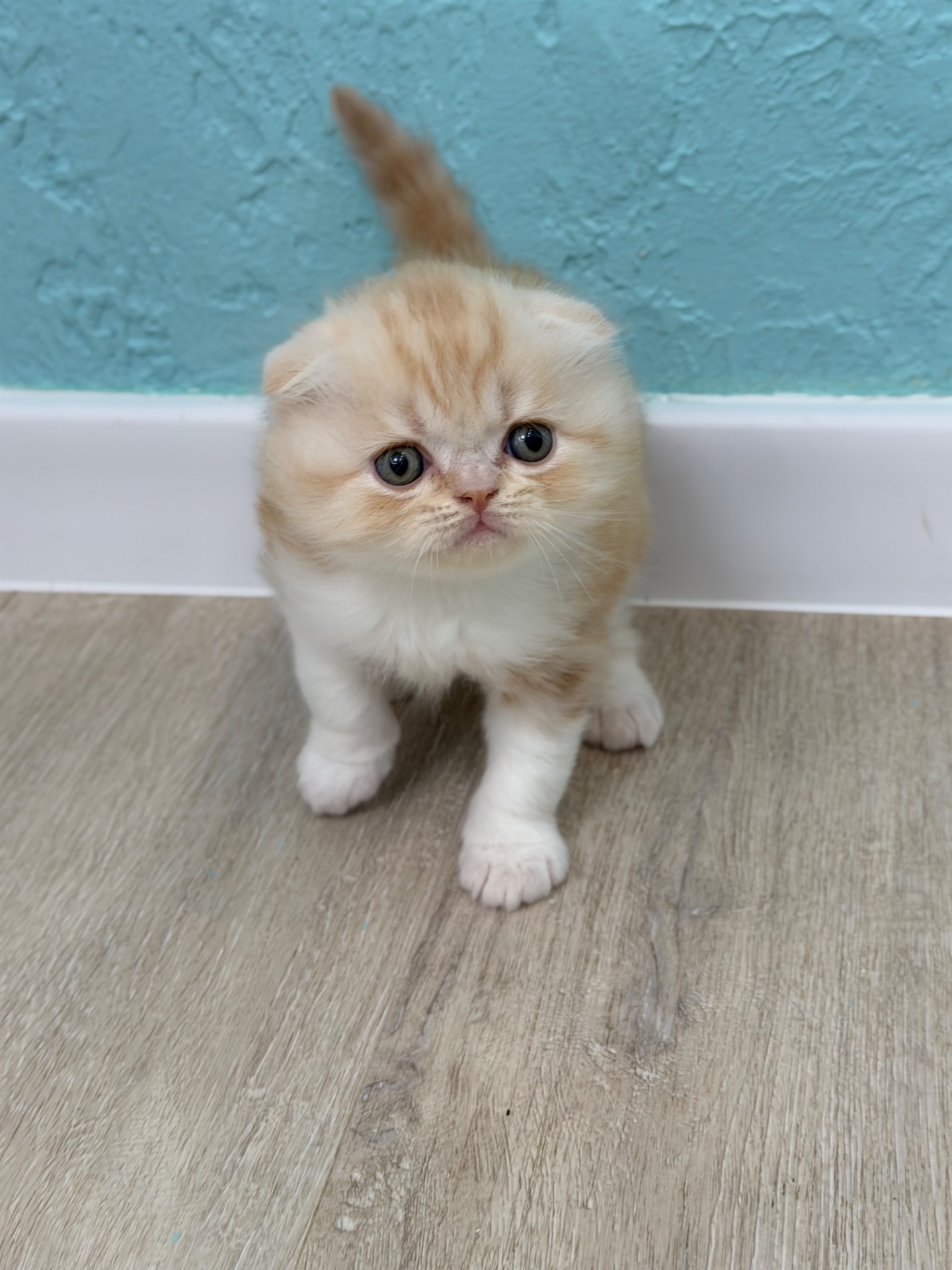 Котик шотландський
