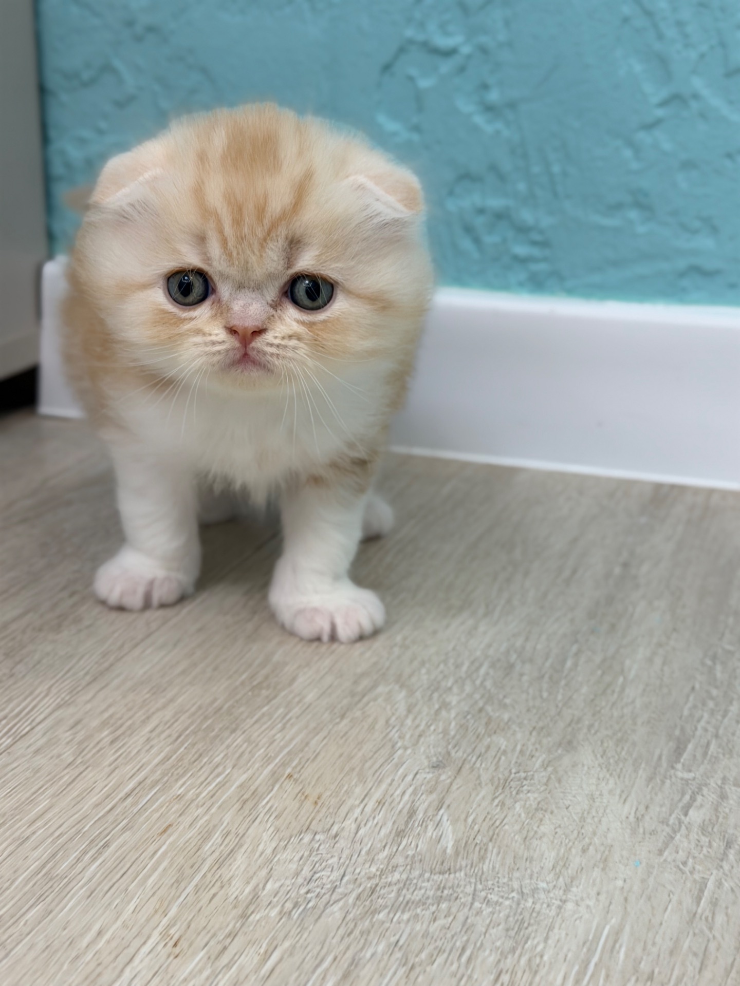 Котик шотландський