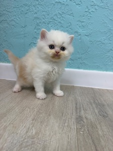 Котик шотландский