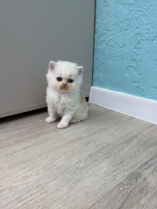 Котик шотландский