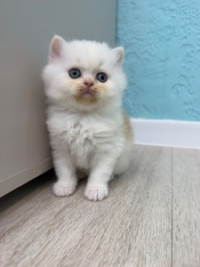 Котик шотландский
