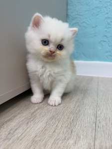 Котик шотландский