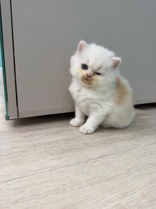 Котик шотландский