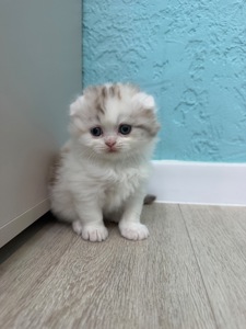 Кішечка весловуха