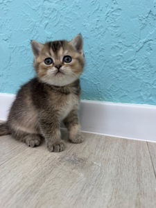 Кішечка шотландська прямовуха