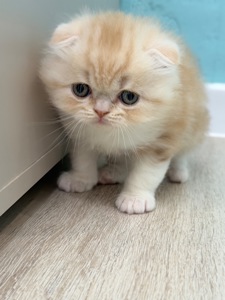Котик шотландський