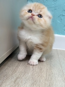 Котик шотландський