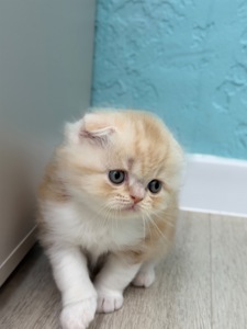Котик шотландський