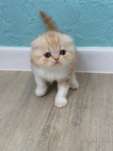 Котик шотландський
