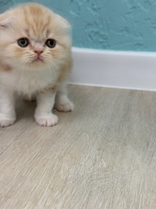Котик шотландський