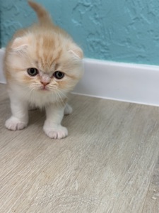 Котик шотландський