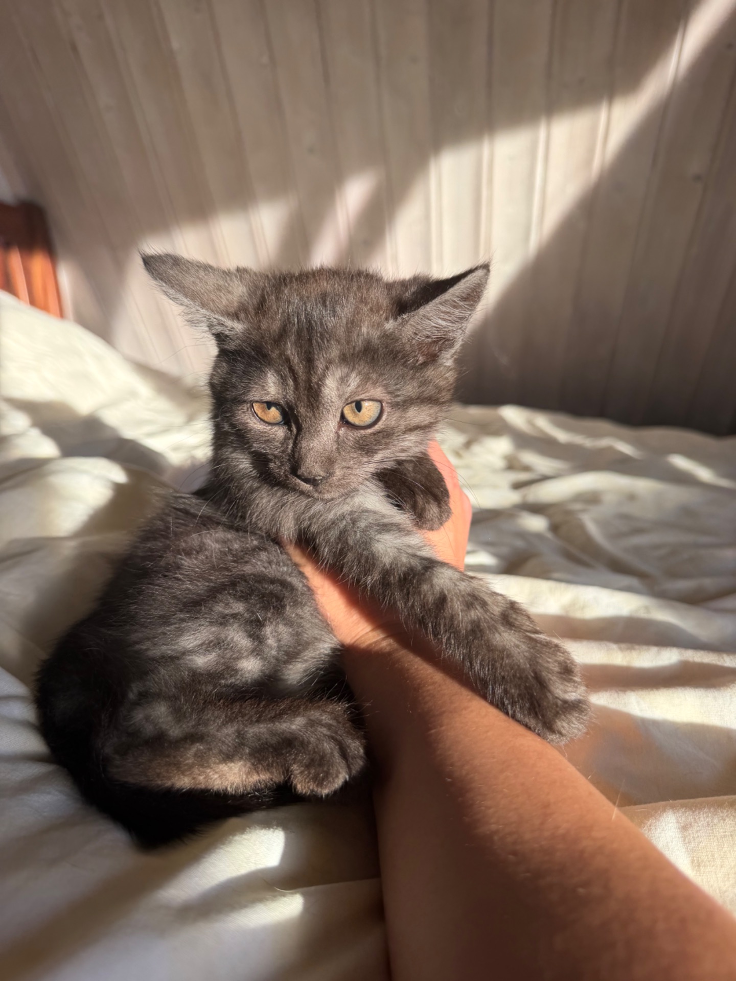 Кошенята дівчатка