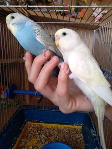 Ручные птенчики волнистые попугаи