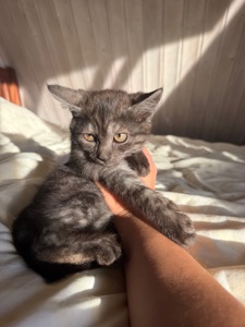 Кошенята дівчатка