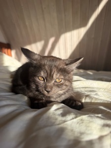 Кошенята дівчатка