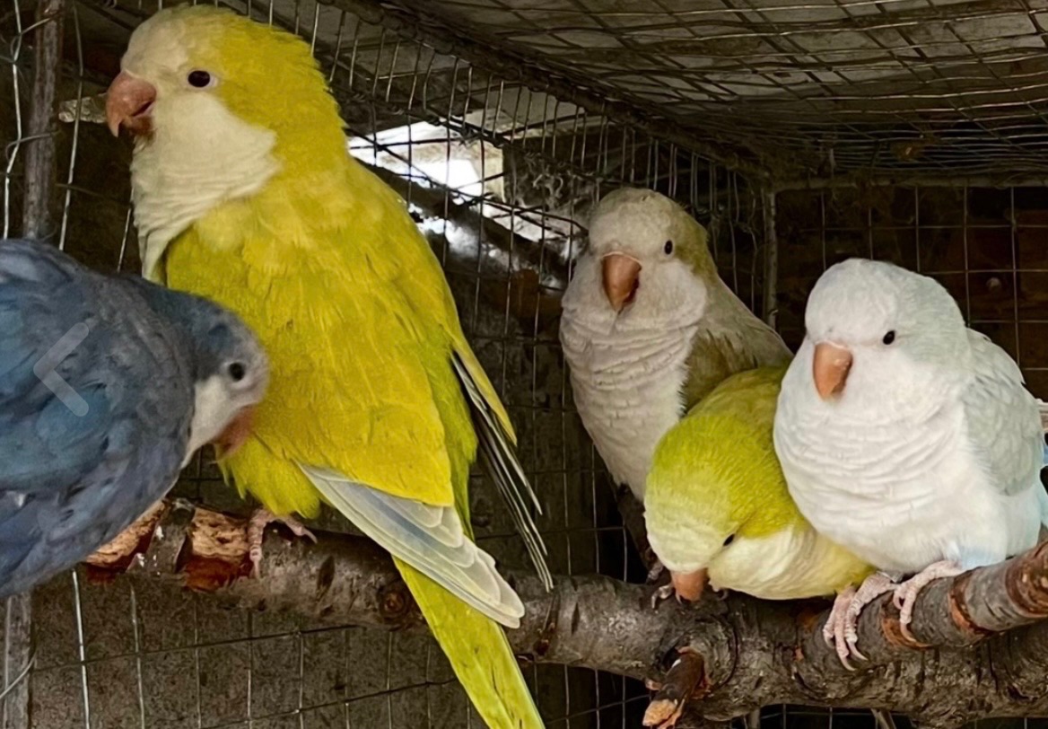 Попугайчики Калита монах