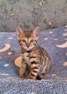 Бенгальский шикарный мальчик