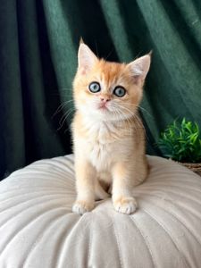 Роскошный британский котенок золотая шиншилла