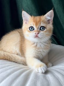 Роскошный британский котенок золотая шиншилла