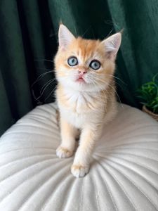 Роскошный британский котенок золотая шиншилла