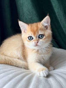 Роскошный британский котенок золотая шиншилла