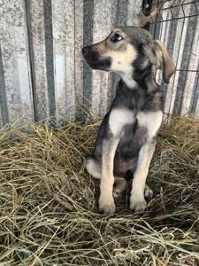 Цуценята дівчинки