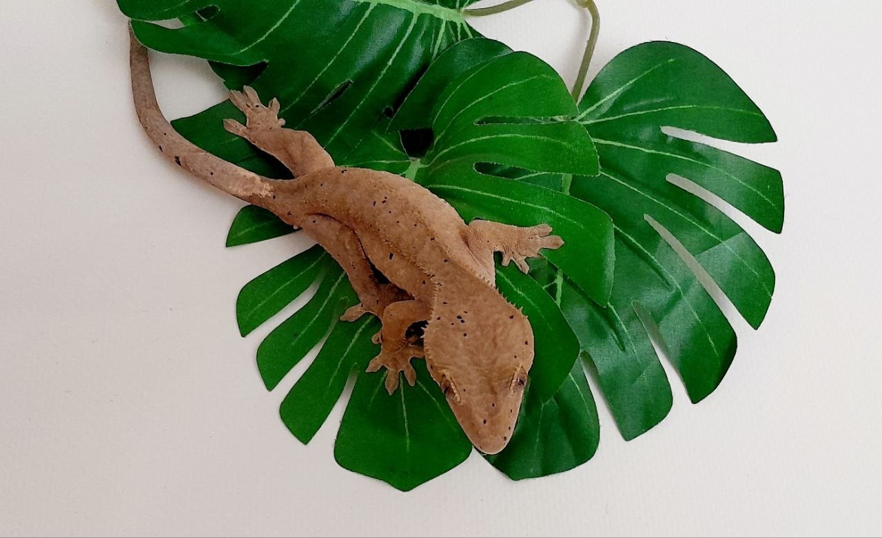 ПРОДАЮ ГЕКОНІВ-БАНАНОЇДІВ! 🦎