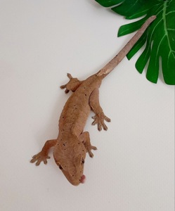 ПРОДАЮ ГЕКОНІВ-БАНАНОЇДІВ! 🦎