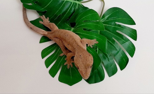 ПРОДАЮ ГЕКОНІВ-БАНАНОЇДІВ! 🦎