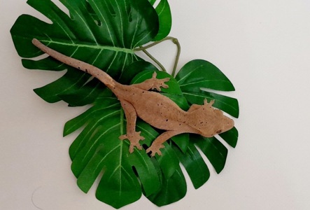 ПРОДАЮ ГЕКОНІВ-БАНАНОЇДІВ! 🦎
