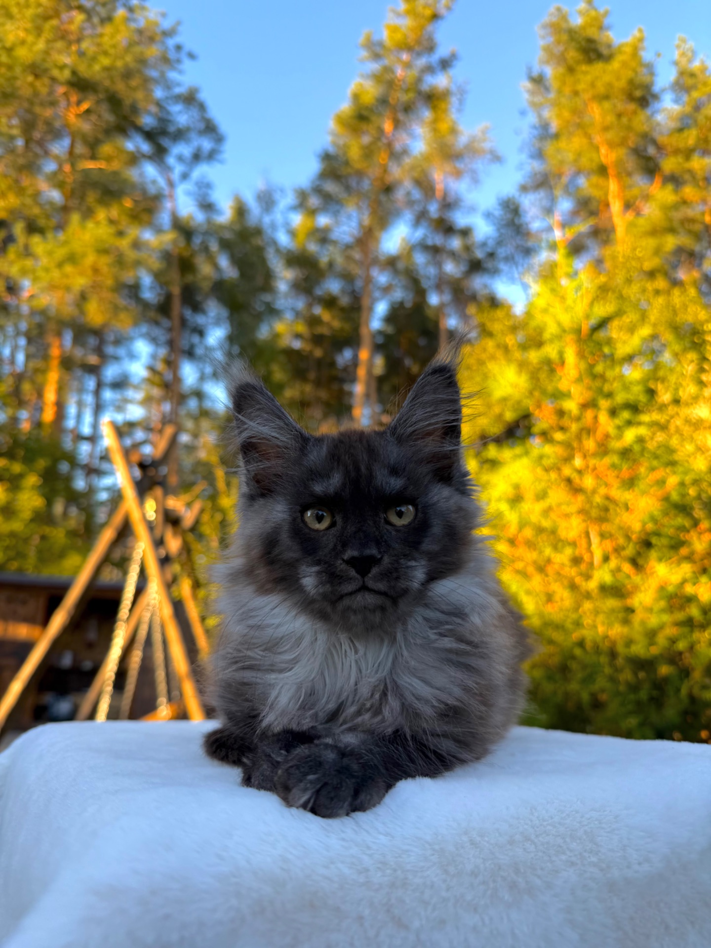 Мейн кун хлопчик Watson