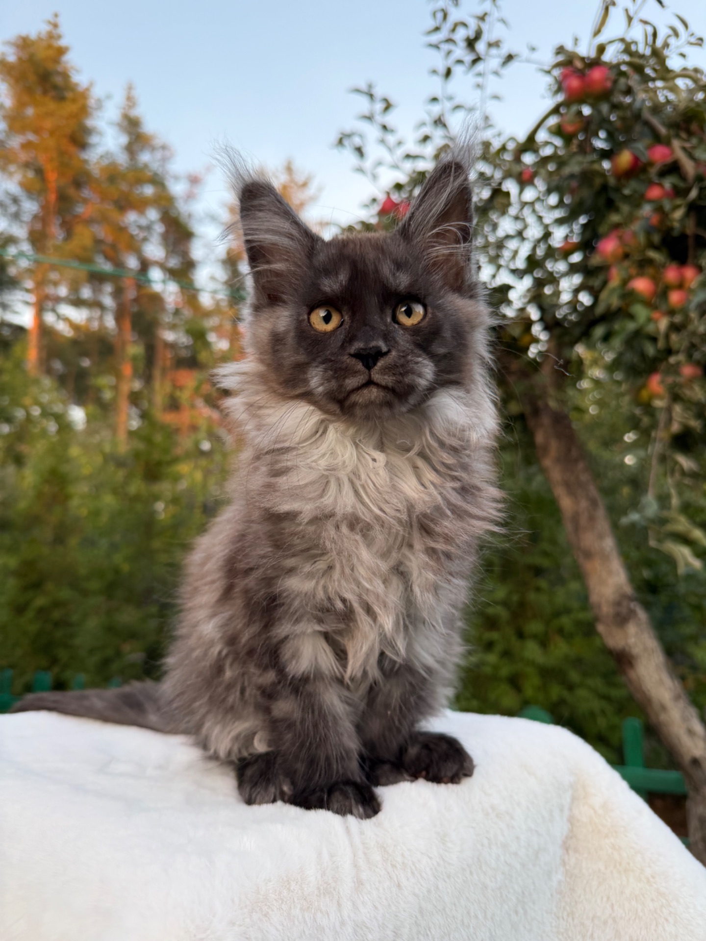 Мейн кун хлопчик Watson