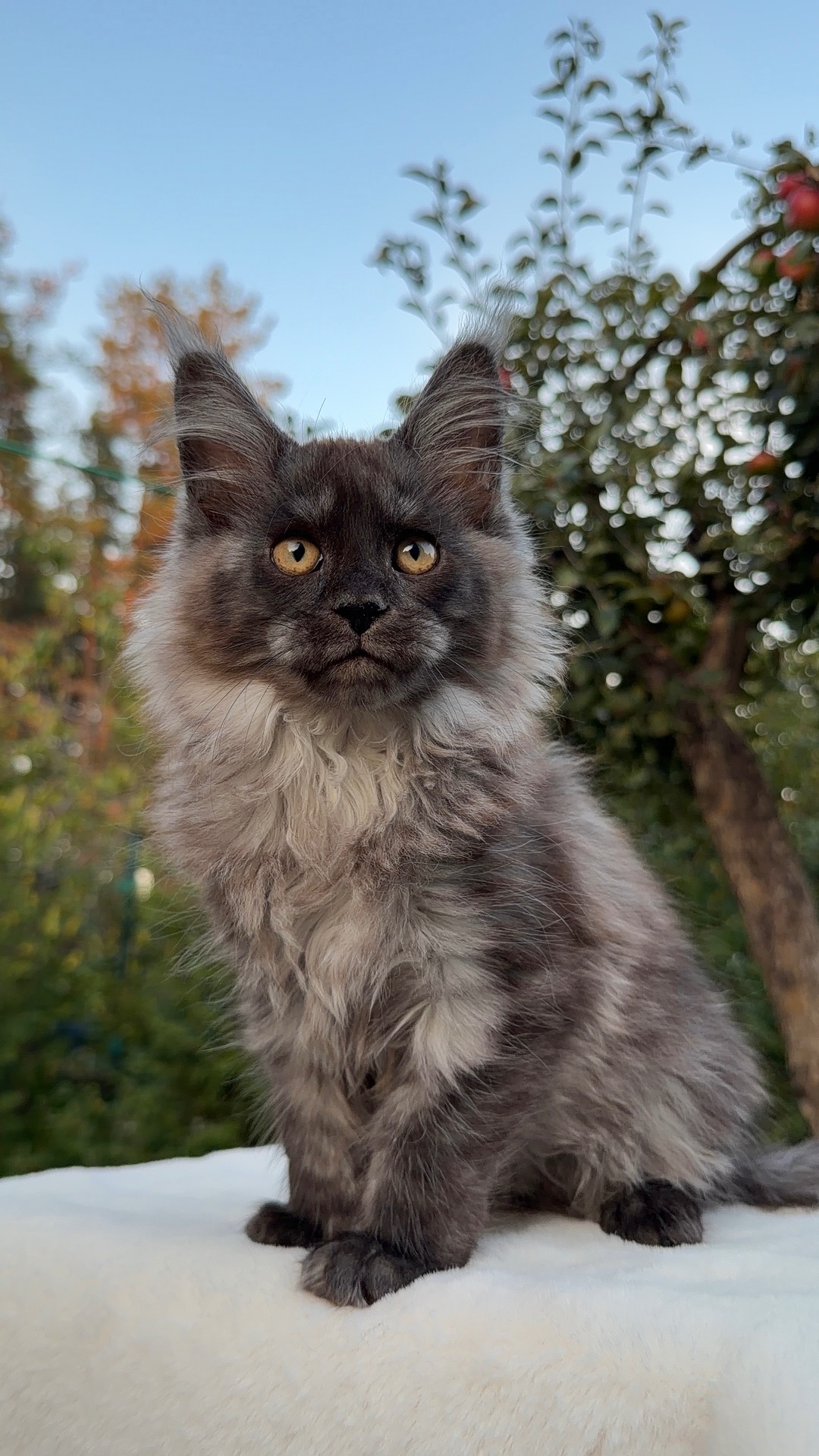 Мейн кун хлопчик Watson