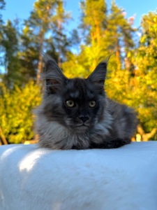 Мейн кун хлопчик Watson