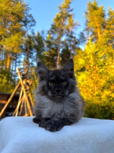 Мейн кун хлопчик Watson