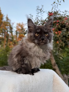 Мейн кун хлопчик Watson
