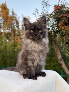 Мейн кун хлопчик Watson