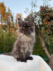 Мейн кун хлопчик Watson