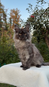 Мейн кун хлопчик Watson