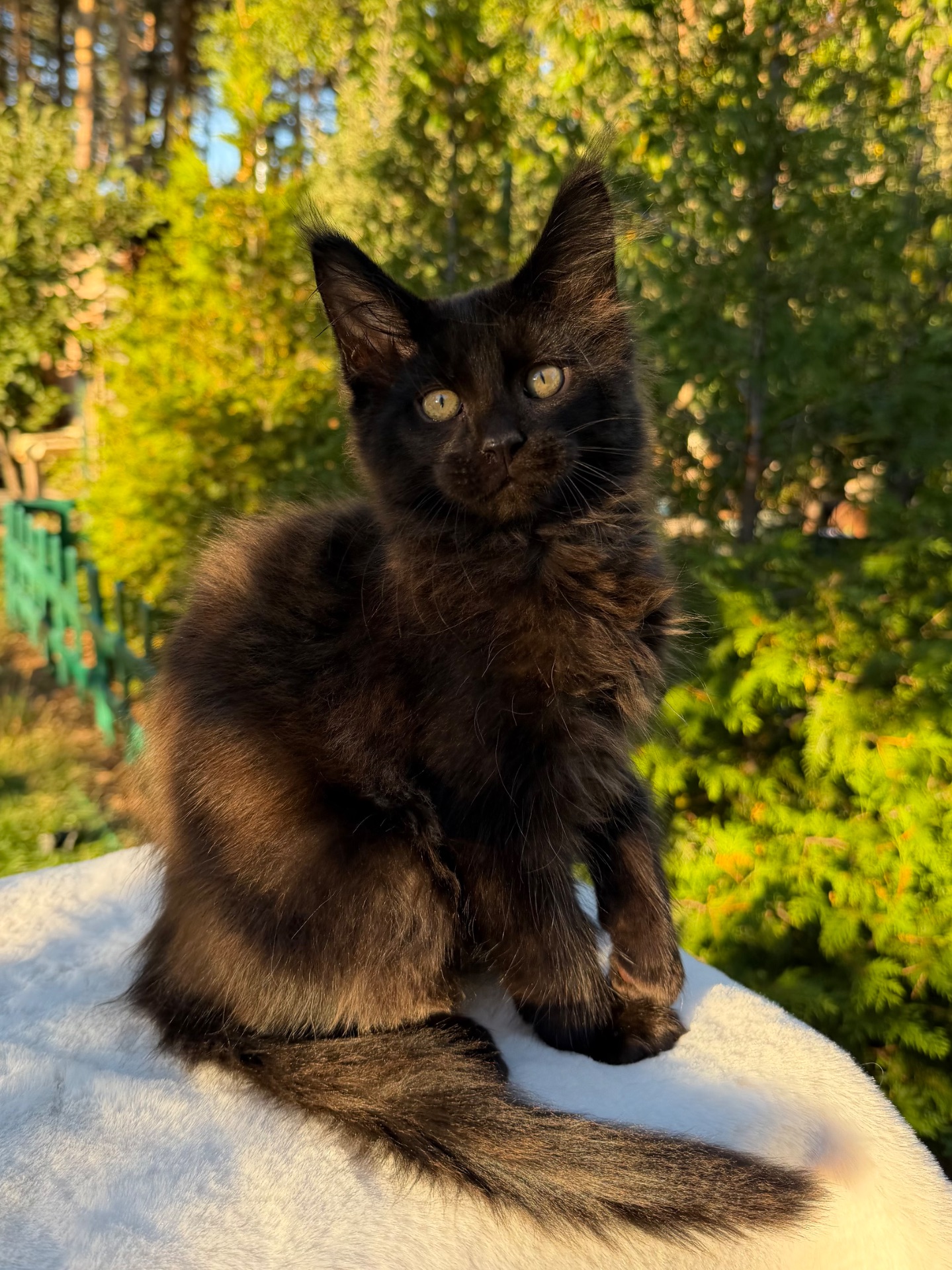 Мейн кун хлопчик Winnie