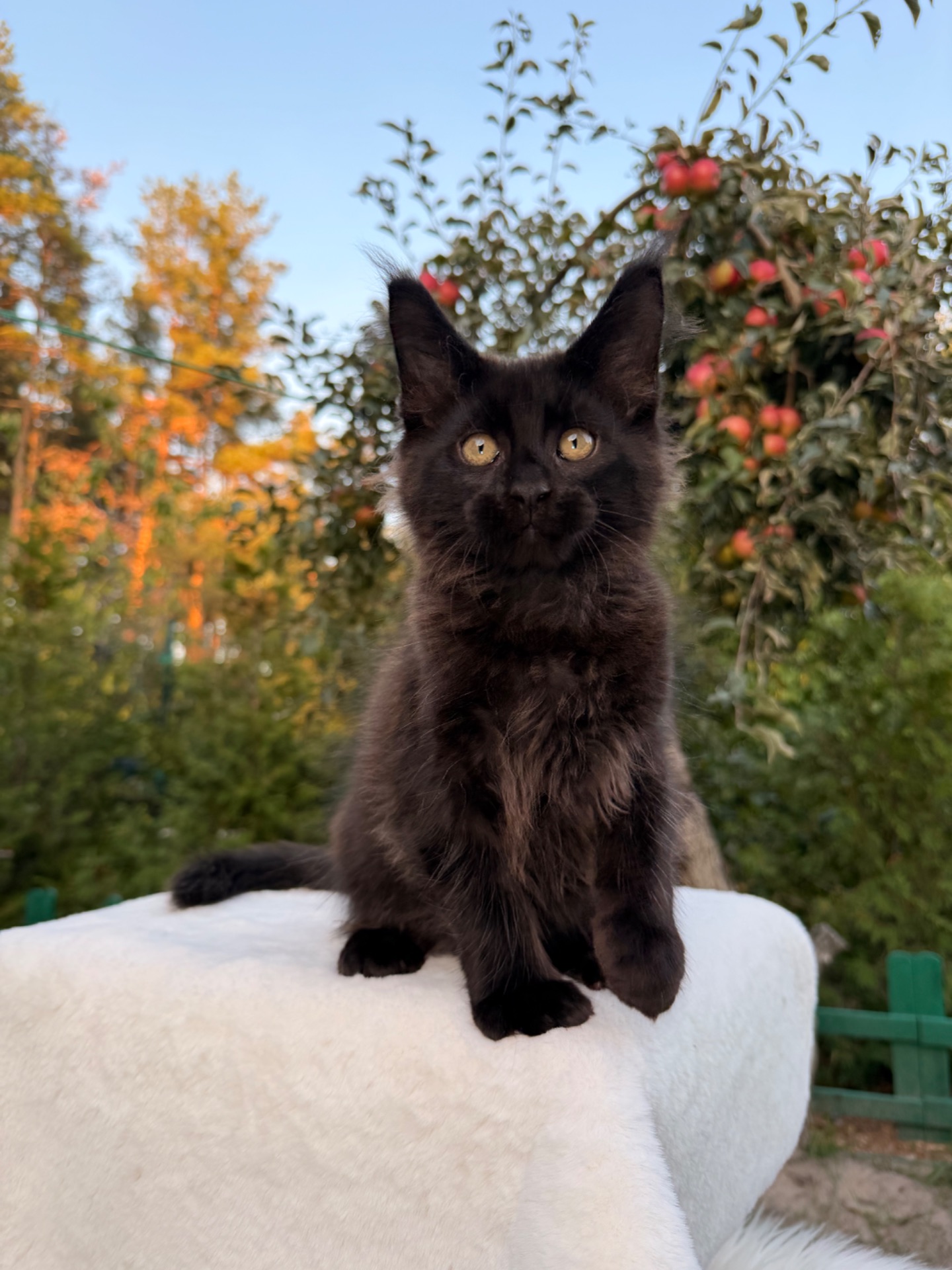 Мейн кун хлопчик Winnie