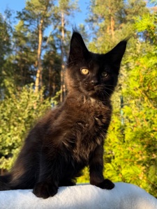 Мейн кун хлопчик Winnie