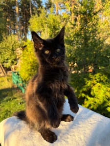 Мейн кун хлопчик Winnie