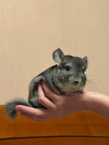 Шиншилла, шиншилятко